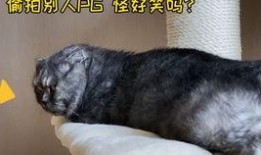 娱乐圈吃瓜猫,揭秘吃瓜猫背后的娱乐真相